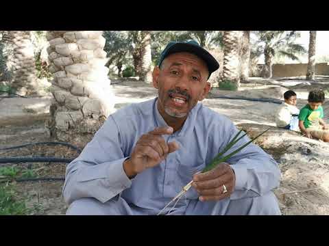 19 الفرق بين نخلة النسيج والطبيعيه