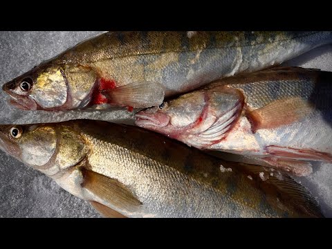 КАК поймать МНОГО судака НА ЖЕРЛИЦЫ? Места, оснастки, правила и СЕКРЕТЫ ЛОВЛИ! Рыбалка 2024.