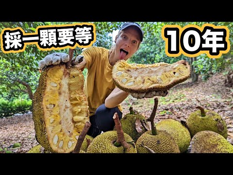 [ENG SUB] Picking up and trying the biggest fruit in the world! Jackfruit farm!