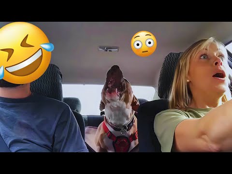 I dare you not to LAUGH at these FUNNY DOGS 😁🦮 - Best Funny Animals Videos 2025 #7
