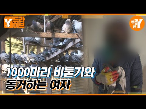 그녀는 왜 비둘기 1,000마리를 집안에 가뒀나? | Y드라이브