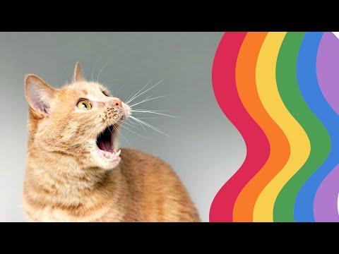 How Cats See the World: Understanding Their Vision