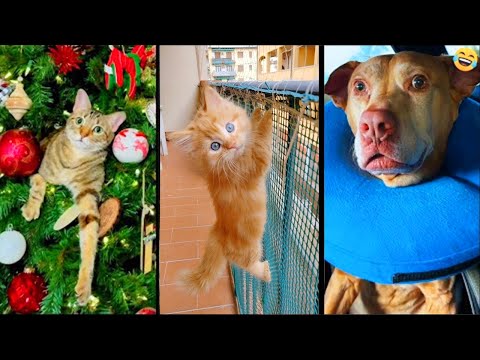 Funny ANIMALS videos 😅 Funniest CATS😺 and DOGS🐶 2025