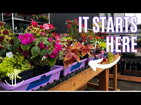 My Secret To Perfect Plant Combos. SPOILER... It Starts In a Tray.