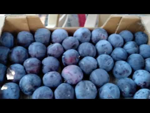 Персиковий сад.Цикл відео про найкращі сорти персика,нектарина,слив,абрикос,районованих в УКРАЇНІ.