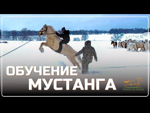 Ranch in the Urals / Training a Mustang Stallion / Breeding the Bashkir Horse Breed