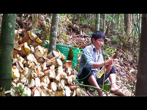 Harvesting Giant Bamboo Shoots & Cooking Spicy Bamboo Delicacies Step by Step