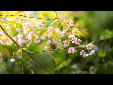 10 Hours of Relaxing Music - Sleep Music, Piano Music for Stress Relief, Sleeping Music (Keira)