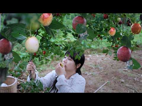 【二米炊烟】Jujube 收穫一樹大紅棗，品嘗比蜜糖還甜的滋味