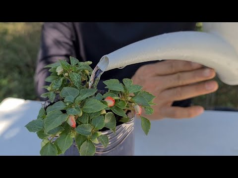 Ideia linda com Garrafa de Suco, Auto irrigável para Plantar Beijo, tudo vira vaso