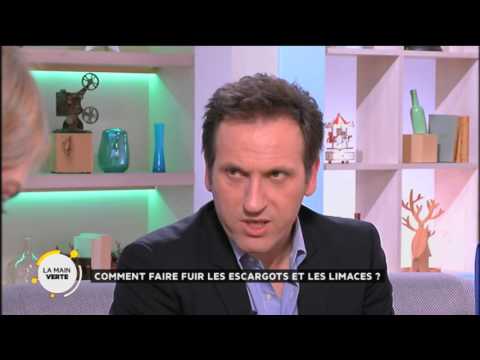 Comment faire fuir les escargots et les limaces ?