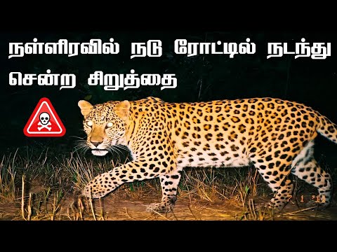 🔥🔥Thrill Midnight Leopard Safari in Valparai | திக் திக் நிமிடங்கள் | Jolly Trip