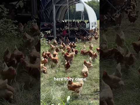 Who doesn’t want to see excited chickens?