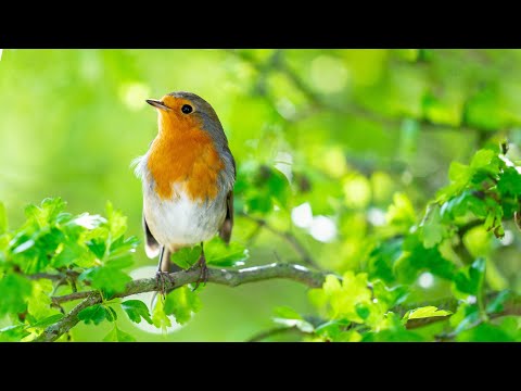 Peaceful Relaxing Music - Piano & Guitar Relaxing Music for Study, Sleep, Meditation (Axel)