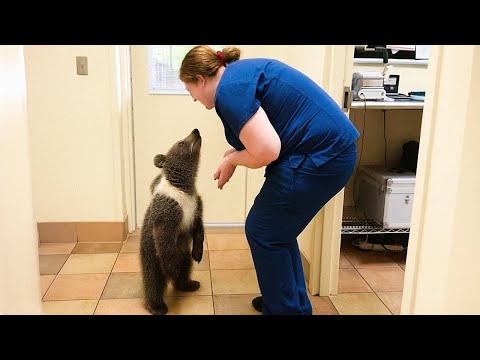 When Animals Who Totally Distract Vets During Checkups! 🤣 Funny Animal Reaction!