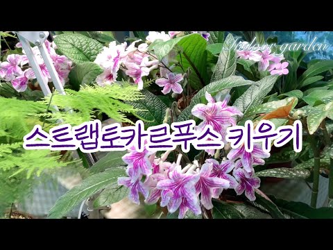 스트렙토카르푸스 물주기/적정 온도/분갈이 흙