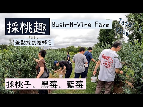 採桃、黑莓、藍莓！一次採三種累到了，但是好便宜好甜好多汁！花不到二十美金！