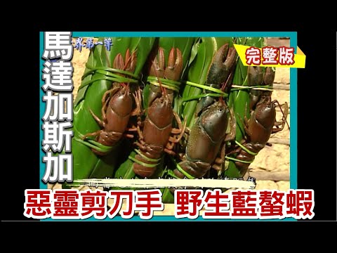 【馬達加斯加】惡靈剪刀手 野生螯蝦/億年石林犀利刀山 /秘密蝙蝠洞 /攻頂尋白狐猴/非洲第一高燈塔 ｜《世界第一等》484集完整版