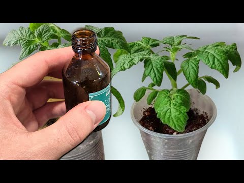 1 drop and the seedlings grow fat before your eyes! The best fertilizer for any seedling to preve...