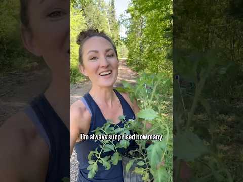 STOP! Don’t make this common mistake when planting tomatoes! 🍅 #gardening #gardeningtips