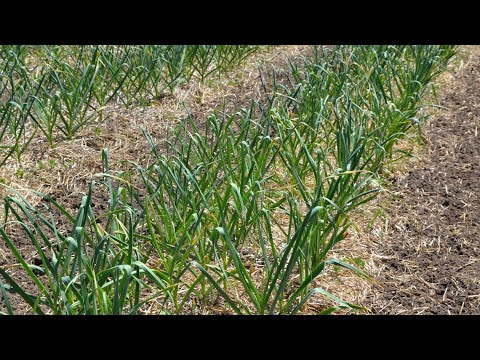 Garlic Production at Grade A Garden: Harvest, Bunching, Hanging & Curing - Virtual Field Day