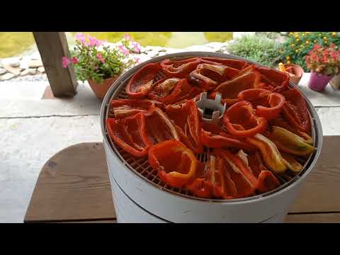 Пряный вяленый сладкий перец!Вкуснейшая закуска!#вяленыйперец#сушеныйперец#закусочныйперец#сушка