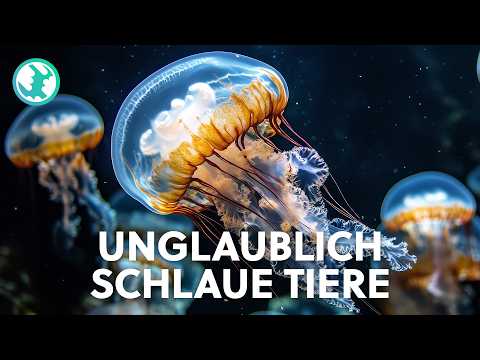 XXL-Naturdoku: DAS sind die schlausten Tiere der Welt!