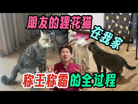 朋友的狸花猫 在我家称王称霸的全过程！刚来时唯唯诺诺 后来血脉觉醒 咬主人 暴打银渐层！