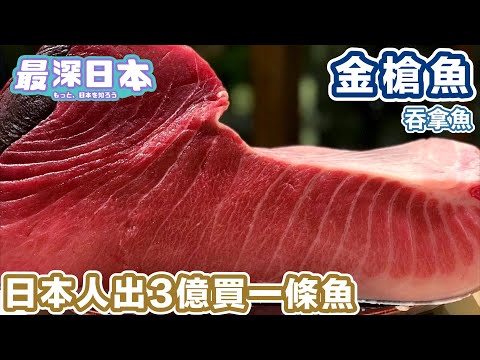 【最深日本】 最高峰之魚 金槍魚的魅力 | 迴轉壽司的廉價金槍魚不能作標準 【和食探究】