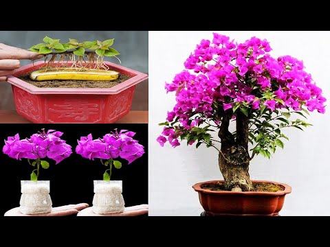 Top 3 Easiest Bougainvillea Planting Ideas You Can Try Today