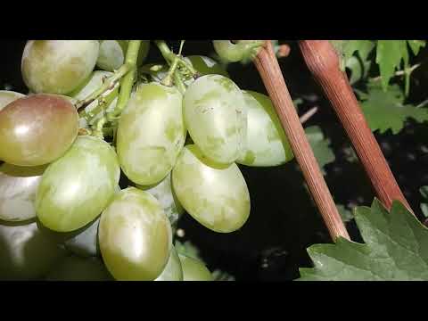 Мускатное влечение + 7 н.г.ф. винограда Голуба А.А. и как избавиться от мильдью одной обработкой