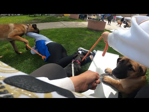 Belgian Malinois Attacks Kid