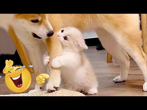 Cats 🐱 & Dogs 🐶 Fails #14 | Funniest Compilation 2025