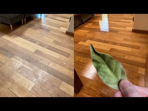 Samo 1 list biljke i pod je sjajan bez kemikalija!