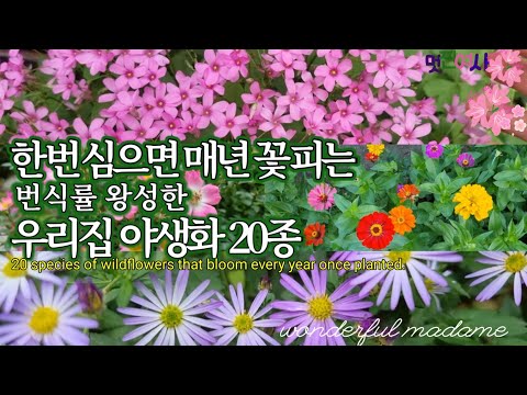 봄에 심는 야생화20종/봄꽃/ 해마다 꽃 피고, 키우기 쉬운 야생화/봄~초겨울까지 줄이어 피는 꽃들!