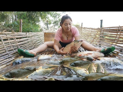 Full video: Encounter a huge school of fish - Catch fish use bamboo as a water barrier to fish traps
