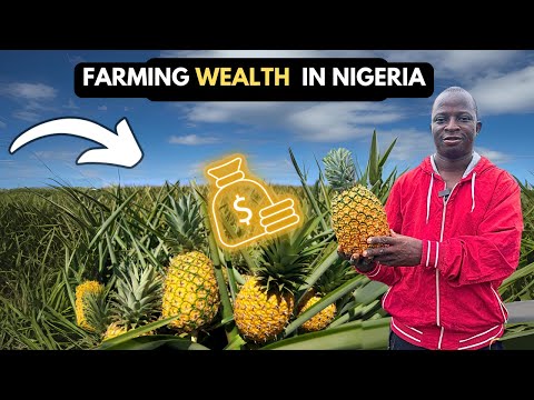 How His Pineapple Farm is making people richer in Africa