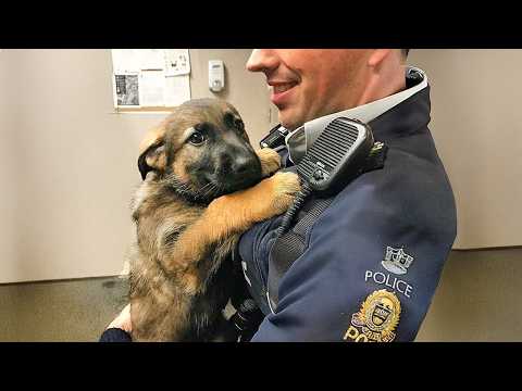 When A Police Dog’s First Day On The Job 😁 Funny Dog Videos