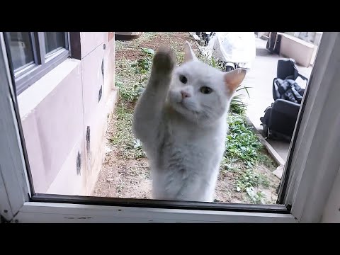 The stray cat that knocks on my window