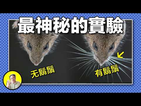 巫蠱真實存在?從老鼠到士兵無一幸免,信念的力量有多強大?而莊子早已道出心死詛咒的秘密,與老子研究應對之法......|總裁聊聊