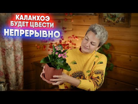Каланхоэ будет цвести непрерывно