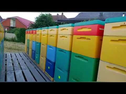 Как Выводить Маток в Семьях!!!