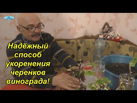 Укоренение винограда - золотые правила укоренения! 100% способ укоренения черенков!!!