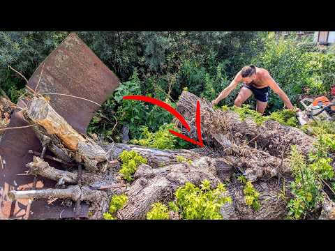 This is the most unbelievable find I've ever seen inside a log!