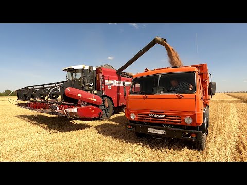 Уборка урожая 2024 в поселке Белозерный! Пошли первые бункера с пшеницей!