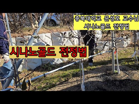 시나노골드 전정법