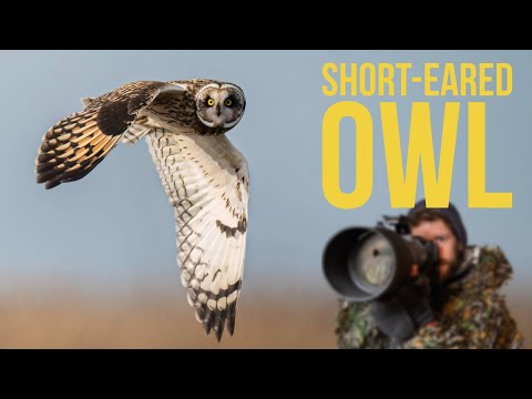 How I Captured STUNNING Short-Eared Owl Shots (Step-by-Step Technique)