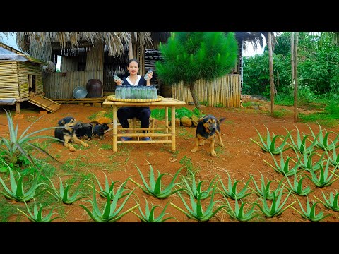 Harvesting Aloe Vera And Pandan Leaves Cooked With Rock Sugar And Sold At The Market
