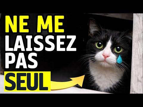 Les vétérinaires vous supplient:ne jamais faire ces 10 choses lorsque vous laissez votre chat seul