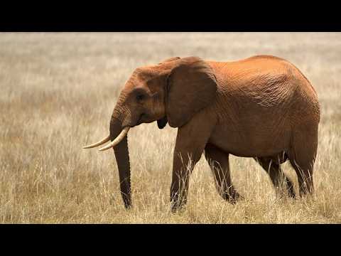 How Terrorists Exploit Africa's Wildlife (4K Documentary)